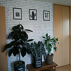 ベッド周り アロカシア アマゾニカのインテリア実例 Roomclip ルームクリップ