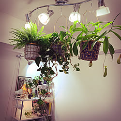 植物育成ledライト 吊り下げ観葉植物 コーナン 観葉植物 一人暮らし などのインテリア実例 11 08 09 49 38 Roomclip ルームクリップ 植物育成ledライト 吊り下げ観葉植物 コーナン 観葉植物 一人暮らし などのインテリア実例 11 08 09 49 38 Roomclip ルームクリップ