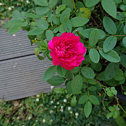 玄関/入り口/お庭♪/ミニ薔薇/秋薔薇は美しい♪/スィート　チャリオット...などのインテリア実例 - 2021-11-28 11:48:36