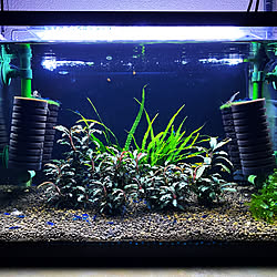 アクアリウム ブセファランドラspレッド ブセファランドラspクダガン 水草 エビ などのインテリア実例 21 09 01 11 50 48 Roomclip ルームクリップ