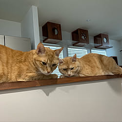 猫と暮らす ペンダントライトのインテリア実例 ｜ RoomClip（ルーム 