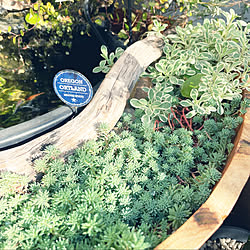 睡蓮鉢 ナガバオモダカのおしゃれなアレンジ 飾り方のインテリア実例 Roomclip ルームクリップ 睡蓮鉢 ナガバオモダカのおしゃれなアレンジ 飾り方のインテリア実例 Roomclip ルームクリップ