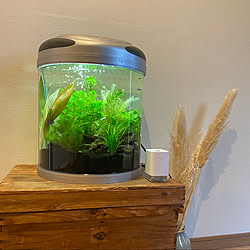 ベタ水槽 人工水草のインテリア実例 Roomclip ルームクリップ ベタ水槽 人工水草のインテリア実例 Roomclip ルームクリップ