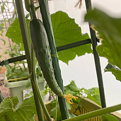 玄関 入り口 サントリー本気野菜のインテリア実例 Roomclip ルームクリップ