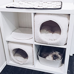 カラーボックス 猫のインテリア実例 Roomclip ルームクリップ カラーボックス 猫のインテリア実例 Roomclip ルームクリップ