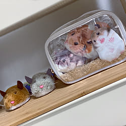 虫よけプレート目隠しカバーのインテリア実例 Roomclip ルームクリップ