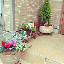 ゴールドクレスト寄せ植えのインテリア実例 Roomclip ルームクリップ