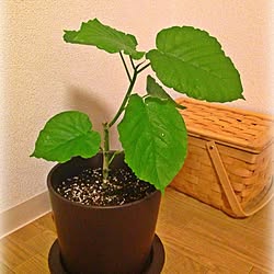 コーナン フェンスdiyのインテリア 手作りの実例 Roomclip ルームクリップ