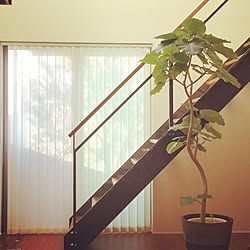 ヘーベルハウス スケルトン階段のインテリア実例 Roomclip ルームクリップ