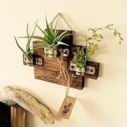 壁/天井/流木/エアープランツ♡/kamechanさんありがとう♡/kamechanさんのプレ企画便♡...などのインテリア実例 - 2015-04-22 15:30:47