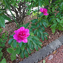 部屋全体 庭 ヤマボウシの花 ブルーミングピンクテトラのインテリア実例 06 11 12 39 01 Roomclip ルームクリップ