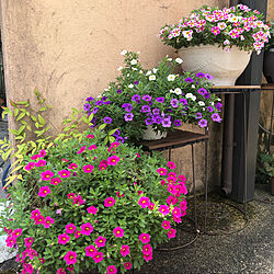 庭の花/庭/白い花/紫色の花/ピンクの花...などのインテリア実例 - 2022-08-23 17:10:24