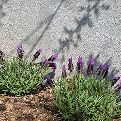 ドライフラワー 虫対策のインテリア実例 Roomclip ルームクリップ