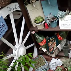 リビング/多肉植物/植物/雑貨/ガーデン...などのインテリア実例 - 2016-09-01 17:53:34