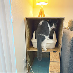 衣装ケース 多頭飼い崩壊 猫トイレ 猫と暮らす 猫がよろこぶ快適な部屋づくり などのインテリア実例 22 02 03 31 00 Roomclip ルームクリップ