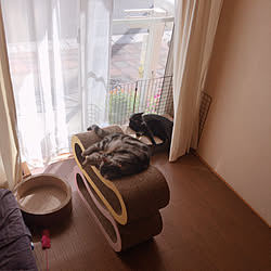 まぁいっか、でずっとこのまま/カーテン変えたいけど/和室から見える玄関/猫ベッド/猫のいる日常...などのインテリア実例 - 2020-09-15 14:33:41