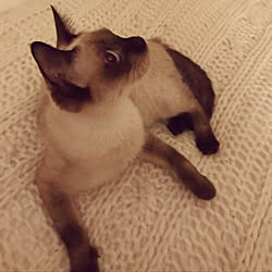 ベッド周り/ニットカバー/シャム猫/white interior/白が好き...などのインテリア実例 - 2018-10-20 22:03:55