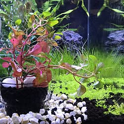 アクアリウム女子のインテリア実例 Roomclip ルームクリップ