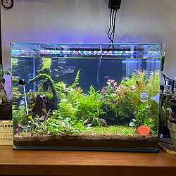 水槽 ミドリフグのおしゃれなアレンジ 飾り方のインテリア実例 Roomclip ルームクリップ