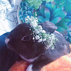 花冠うさぎのインテリア実例 Roomclip ルームクリップ