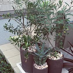 ドライガーデンのインテリア実例 Roomclip ルームクリップ