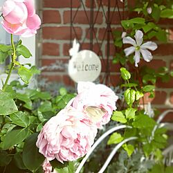 玄関/入り口/植物/庭/薔薇が好き/花のある暮らし...などのインテリア実例 - 2016-05-21 14:14:20