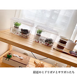 ミドリガメ/サワガニ飼育/多頭飼い/ペットとの暮らし/無印良品...などのインテリア実例 - 2020-07-10 15:30:39