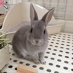 うさぎ小屋のインテリア実例 Roomclip ルームクリップ