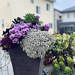 花のある暮らし ユーフォルビア マハラジャのインテリア実例 Roomclip ルームクリップ