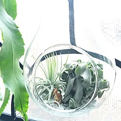 棚/【植中毒】/関西好きやねん会/ZOO会♡/植物...などのインテリア実例 - 2016-03-10 09:40:36