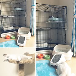 部屋全体/楽天で買ったもの/賃貸アパート/賃貸/ねこのいる日常...などのインテリア実例 - 2017-06-24 01:33:23