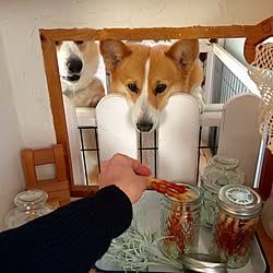 バス/トイレ/いいね、フォロー本当に感謝です♡/セリア/コーギー犬/わんこと暮らす家...などのインテリア実例 - 2017-02-07 21:05:50