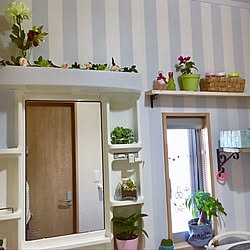 セリア ミントグリーンの壁のインテリア実例 Roomclip ルームクリップ