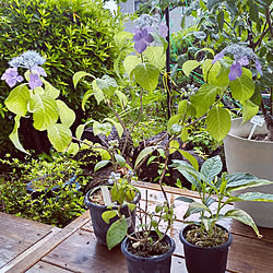 雨よけdiyのインテリア 手作りの実例 Roomclip ルームクリップ