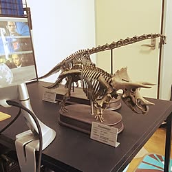 壁 天井 プテラノドンが飛んだ 恐竜 セリア 恐竜模型 などのインテリア実例 14 01 09 13 04 30 Roomclip ルームクリップ