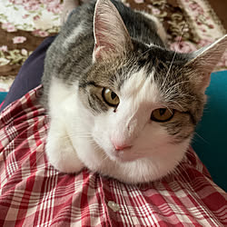 猫スペース/花とグリーンのある暮らし/見て下さって感謝です♡/いつも、いいね!をありがとうございます♡/リビングのインテリア実例 - 2020-05-01 18:03:52