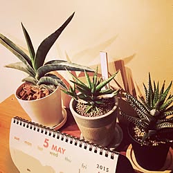 観葉植物 サンスベリアロブスタブルーのインテリア実例 Roomclip ルームクリップ