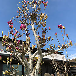 玄関/入り口/青空/春/木蓮/外観...などのインテリア実例 - 2018-03-18 16:01:11