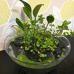 ダイソー メダカ サラダボウル 100均 アクアリウム などのインテリア実例 18 07 17 11 06 53 Roomclip ルームクリップ