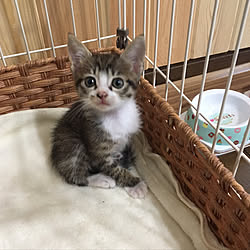 猫アレルギーだけど猫大好き❤️/ももちゃん/子猫が来ました/子猫と暮らす/腰壁DIY...などのインテリア実例 - 2017-07-29 15:50:54
