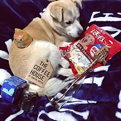 棚/ネオpic/SUMIDA COFFEE風/ほねっこた〜べ〜て〜〜♪♪/アネキからの素敵便♪♪...などのインテリア実例 - 2017-03-23 20:31:42