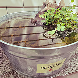 ミニビオトープのインテリア実例 Roomclip ルームクリップ ミニビオトープのインテリア実例 Roomclip ルームクリップ