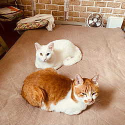 猫ベッドdiyのインテリア 手作りの実例 Roomclip ルームクリップ 猫ベッドdiyのインテリア 手作りの実例 Roomclip ルームクリップ