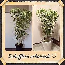 玄関 入り口 ホンコンカポックのインテリア実例 Roomclip ルームクリップ