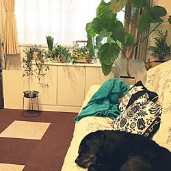 部屋全体/本当は植木鉢ホルダー/ワンコのえさ台/ペット用品/10000人の暮らし...などのインテリア実例 - 2018-02-13 23:04:14
