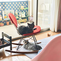 やんちゃな猫のインテリア実例 ｜ RoomClip（ルームクリップ）