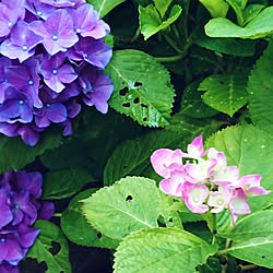 紫陽花のおまじないのインテリア実例 Roomclip ルームクリップ