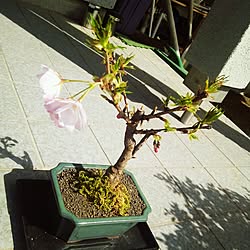 小さな桜の木のインテリア実例 Roomclip ルームクリップ