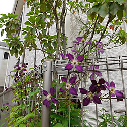 クレマチス ミケリテのインテリア実例 Roomclip ルームクリップ