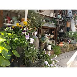 ベッド周り/朝の1枚/グリーンのある暮らし/古いもの/ブログやってます(*Ü*)...などのインテリア実例 - 2016-01-04 09:12:55